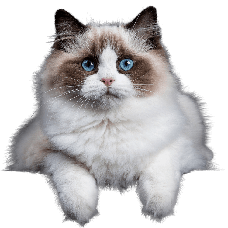 Cat sitting