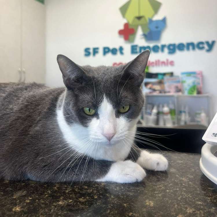 Cat waits at SF Pet Emergency