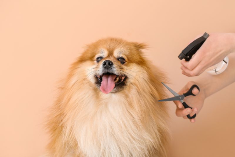 Grooming a fluffy dog