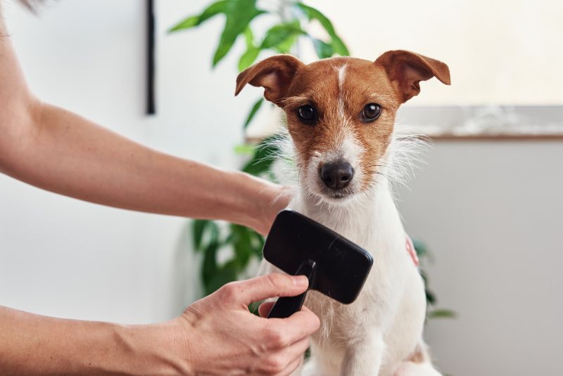 Jack Russell terrier getting brushed
