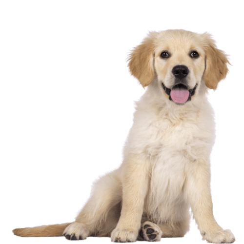 Smiling golden retriever puppy sitting