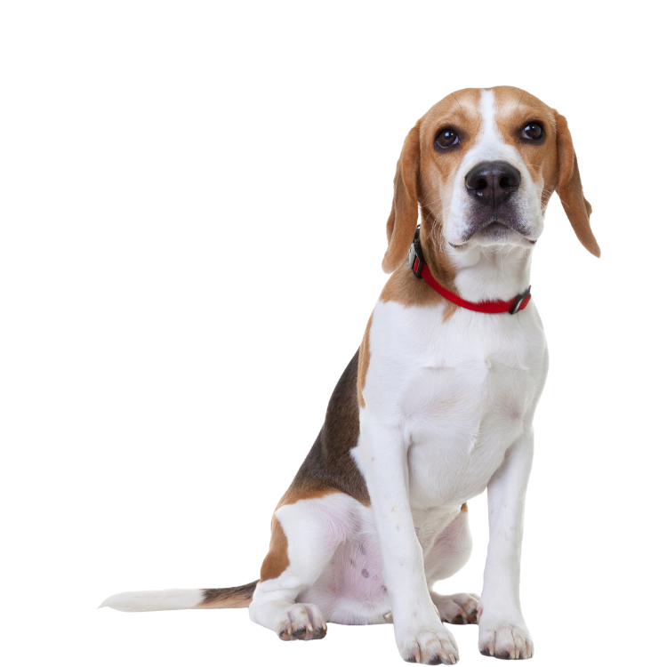 Beagle with a red collar