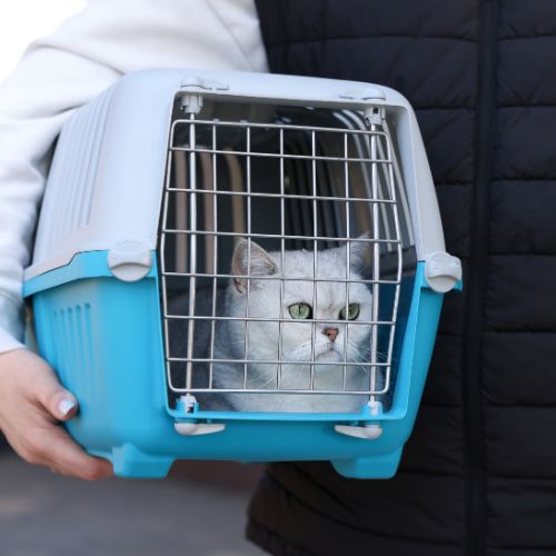 Cat in a carrier