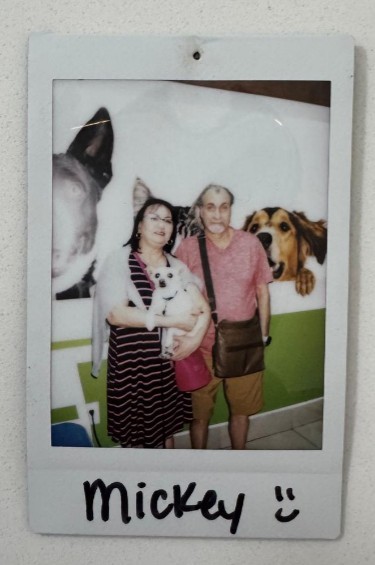 couple dog cartoon dogs