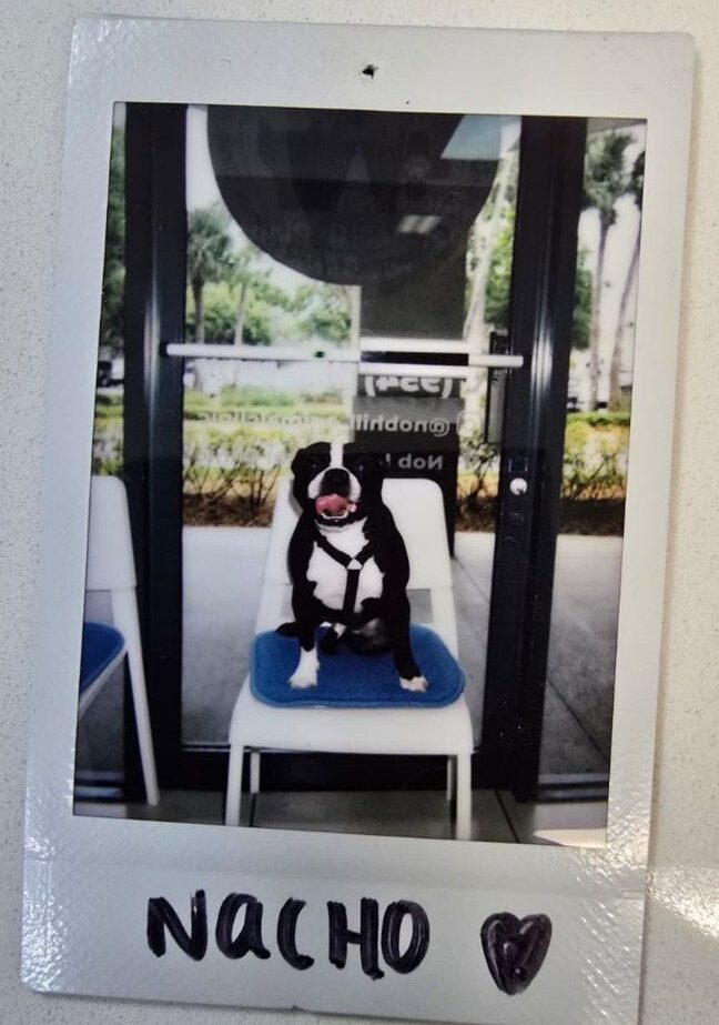 dog sitting on chair
