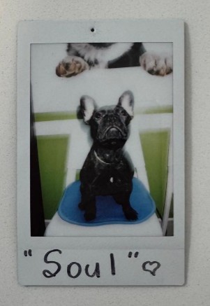 french bulldog soul polaroid