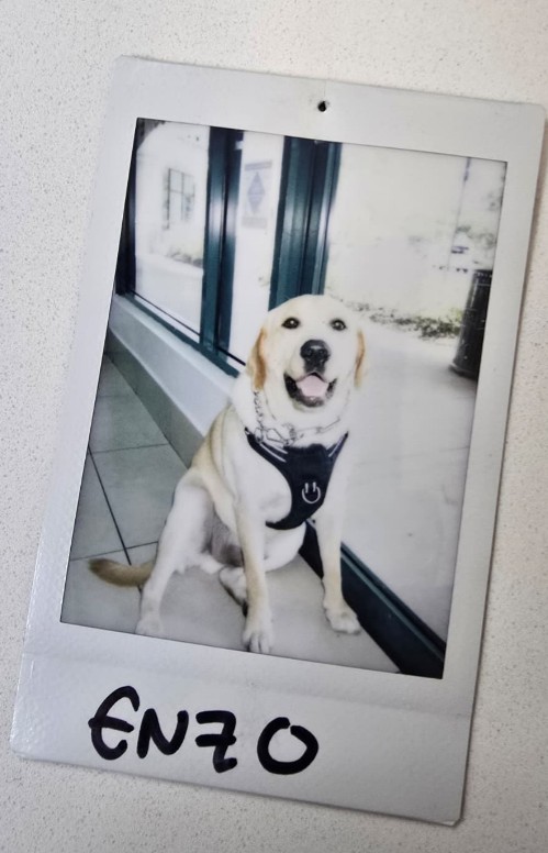 happy labrador in polaroid photo