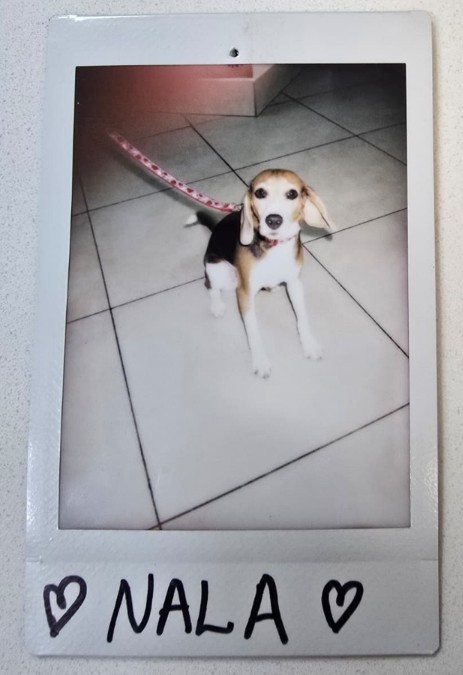 nala beagle polaroid photo