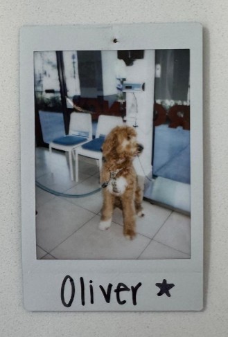 oliver the dog polaroid photo