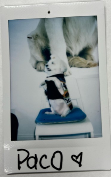paco
