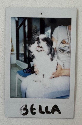 shih tzu dog held bella