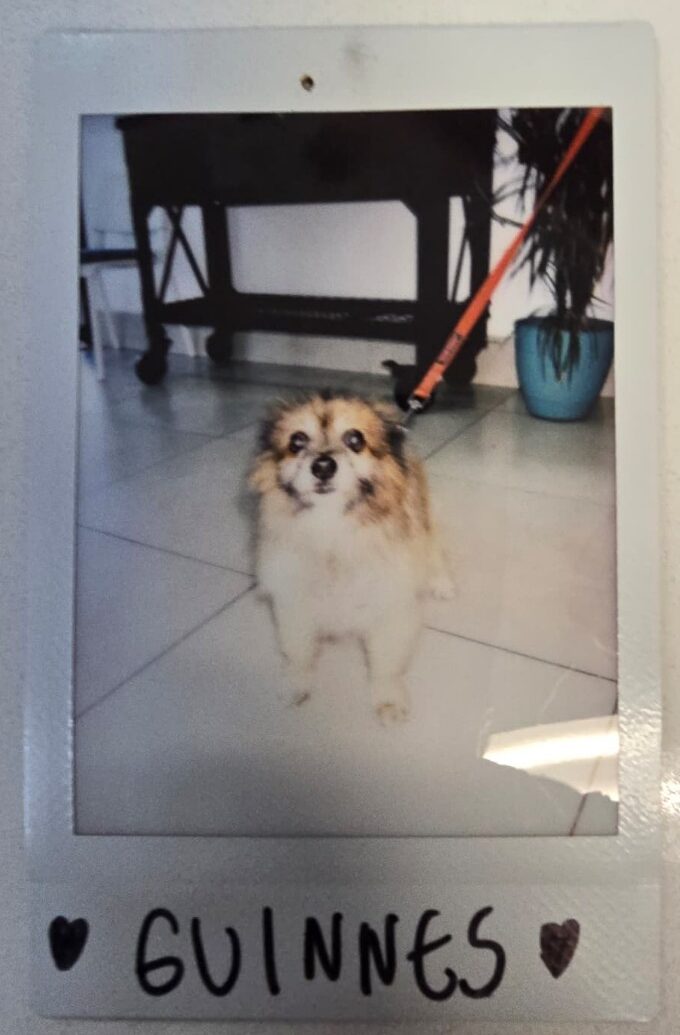 small dog looking up