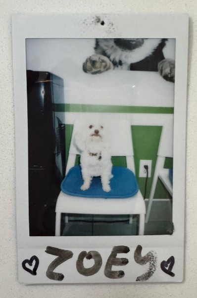 white dog chair zoey