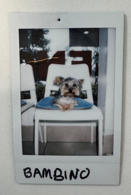 yorkie dog on blue pillow